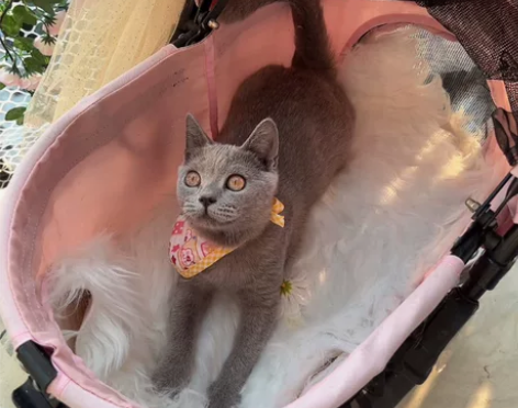 找家中 蓝猫，小猫，英短蓝猫，美短，稀有色...
