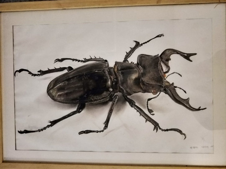 美院获奖精微素描作品 手绘 素描  写实