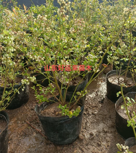 蓝莓一颗包邮带花苞发货  图片为实图！一颗...