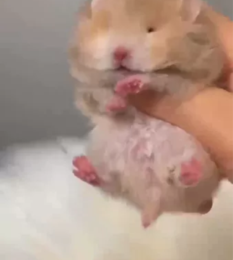 卷毛肉桂波  【超萌超萌滴奶娃脸 】  可...