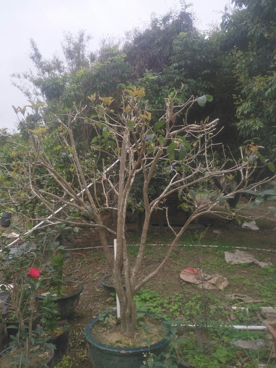四季桂花，伞一样，正在长叶子