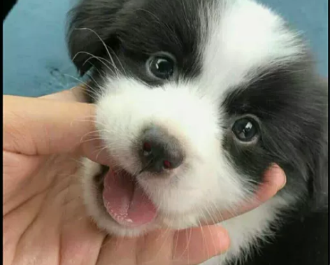 狗狗自提自家养的边牧幼犬，边牧幼犬宠物狗狗...
