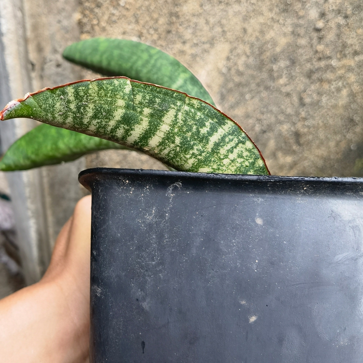 虎皮兰虎尾兰碧绿棒球杆（中型品种）