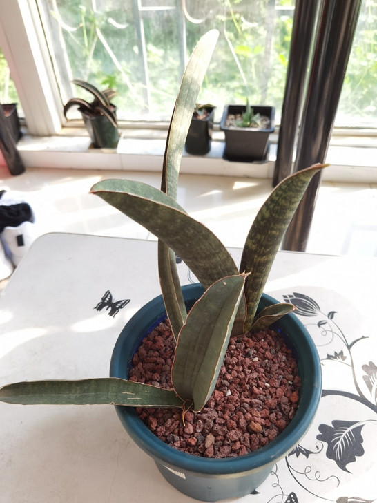 虎皮兰棒球杆，整盆出，裸根发。200不议价...