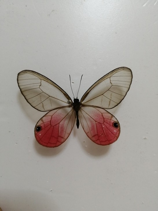 红玫瑰綃眼蝶未展翅原蝶，雌蝶是55，雄蝶7...