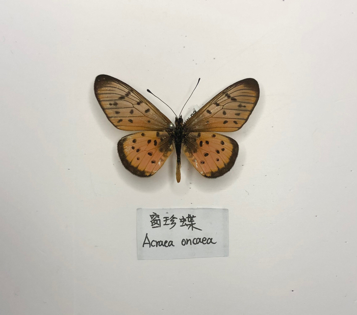 窗珍蝶~非洲珍蝶 品相如图