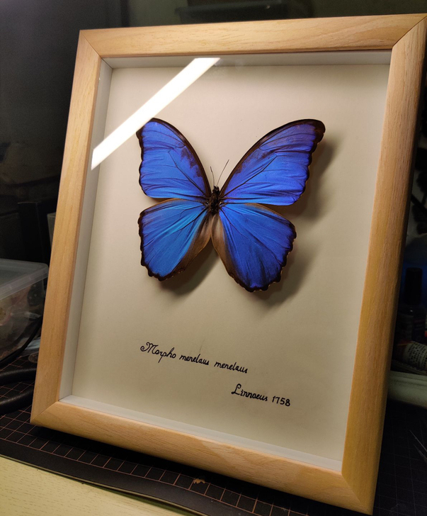 大蓝闪蝶标本各类昆虫标本蝴蝶标本
