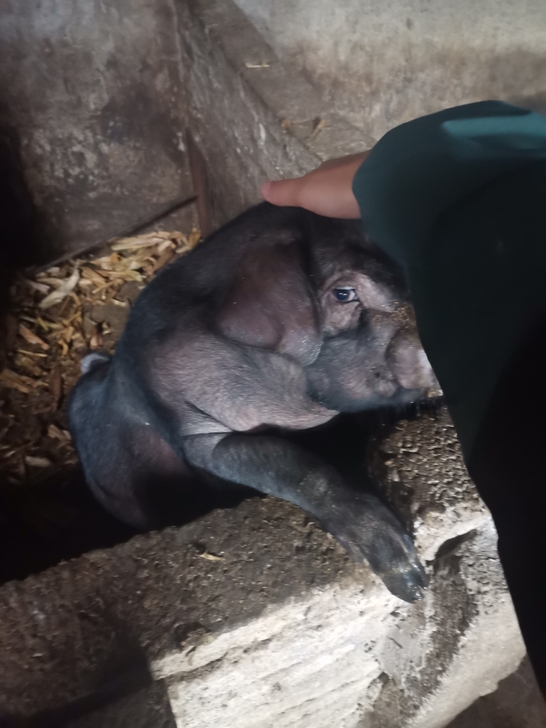 求购苹果5s，一台开机有多少G都可以，要求...