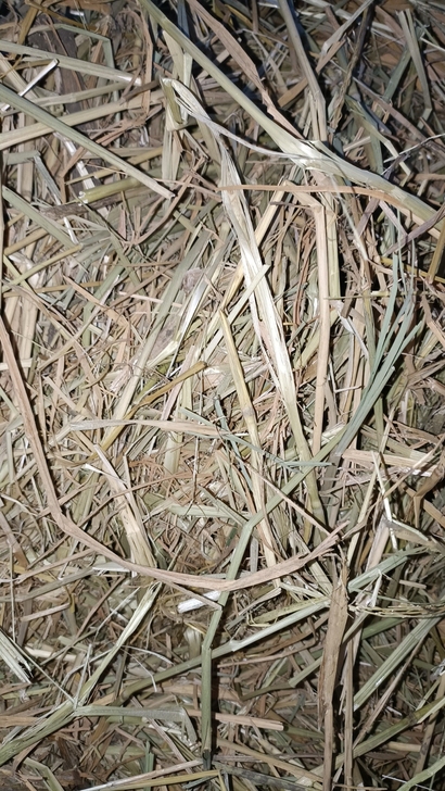 兔草 碎稻草 特别好 东北正在秋收水稻，碎...