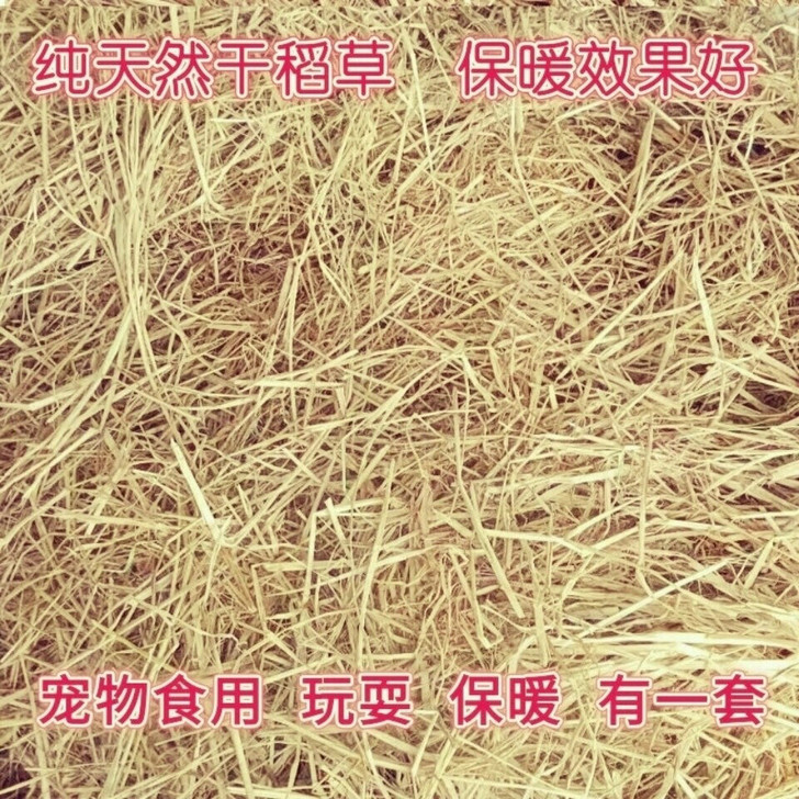 纯干稻草漆兔子荷兰猪保暖干稻草宠物食用草天...