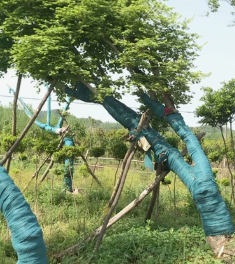 鸡爪槭飘杆 感兴趣的话点“我想要”和我私聊...