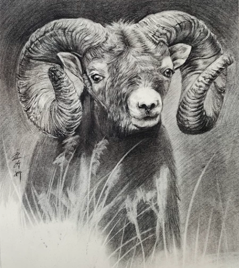 精微素描 山羊 学生作品 有画框（画框买来...