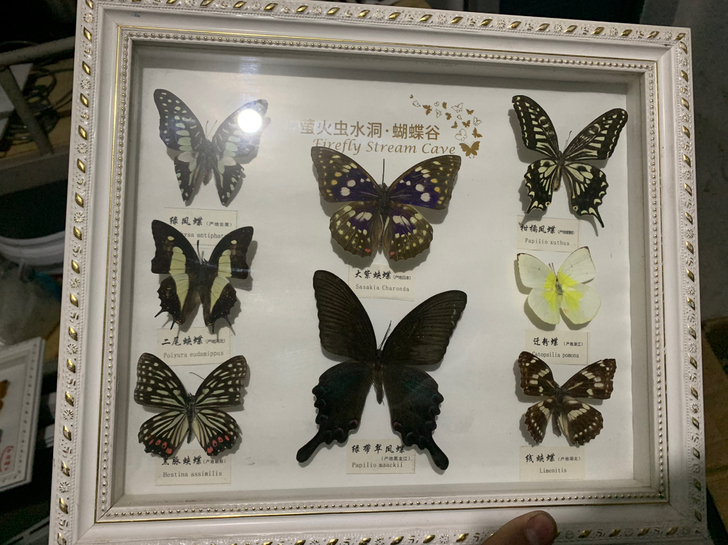 蝴蝶标本闲置不包邮