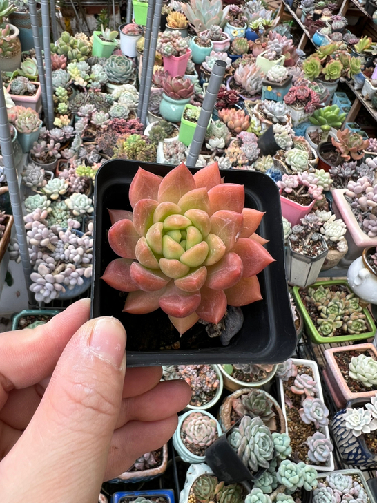 冰心公主 ，单头。清阳台。满45包邮。