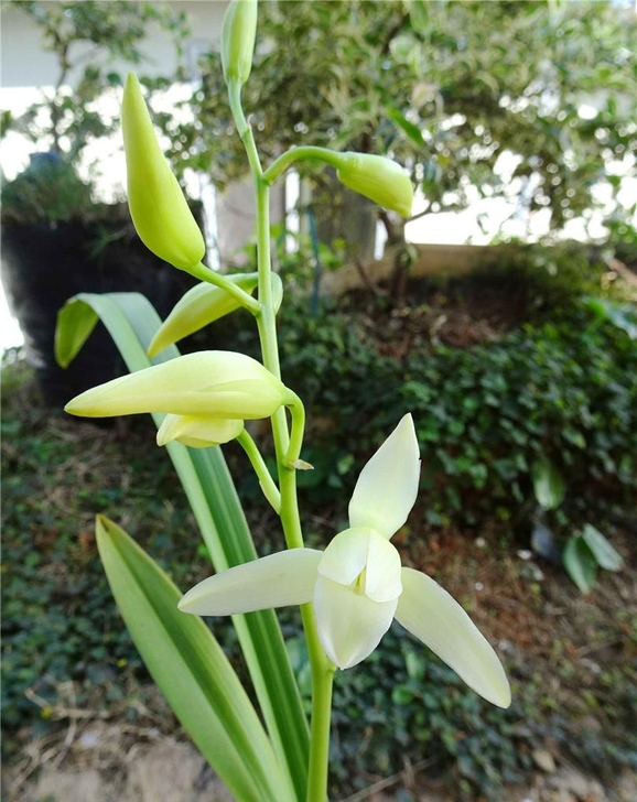 墨兰白雪冰心3苗