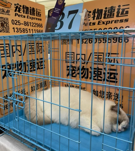布偶猫，赛级猫，完美种公，9个月，有兴趣私...