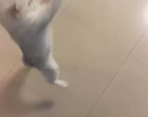 深圳无偿领养银渐层妹妹 因为这只猫猫打喷嚏...