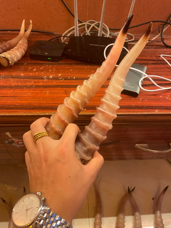 陈年老羊角摆件。特殊功效，霸气摆件