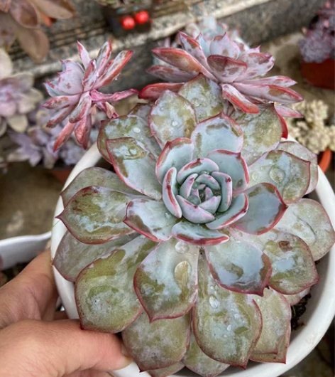 劳雪老桩粗桩。带飘枝。下面爆小头了。 感兴...