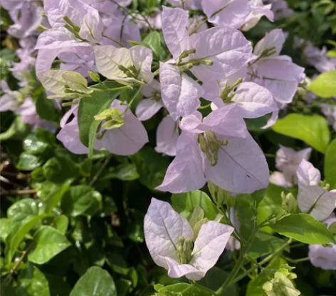 出一颗准备做高飘的冰山美人（浅茄） 可自行...