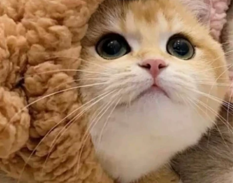 c语言入门辅导及代码编写，三年学习经验，欢...