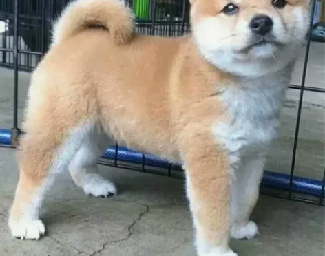 柴犬幼犬 由于老公半夜起来喝水 被这傻崽崽...