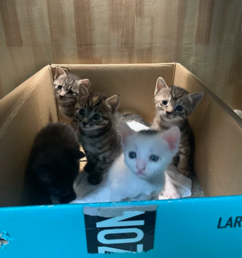 一个三毛白猫一个玄猫谁要呀,现在长大一些了...