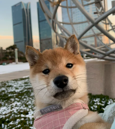 日照市东港区上门遛狗服务  本人以前养过一...