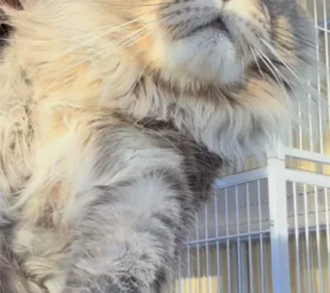 缅因猫，俄罗斯老牌猫舍购买，大骨架，一岁半...