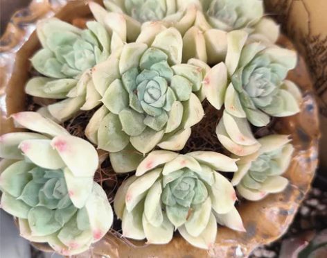 白月影捧花10米，多头群生，老桩飘枝，满百...