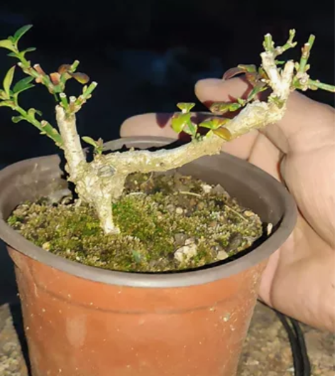 迎春花一棵高八厘米，枝杆飘长十二厘米左右详...