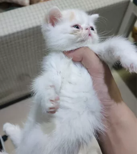 加菲猫自家生的加菲猫幼猫母,一针疫苗,非常...