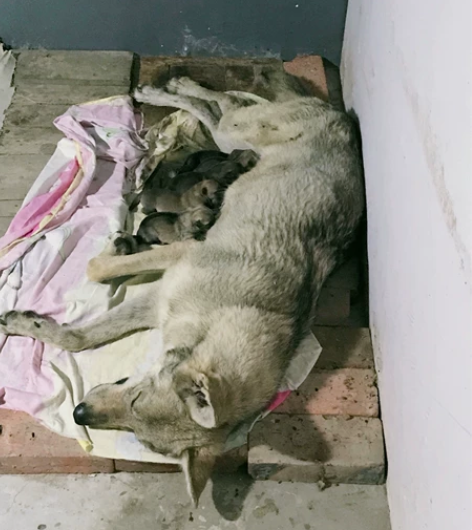 精品捷克狼犬，还有2只公，三个多月，疫苗齐...