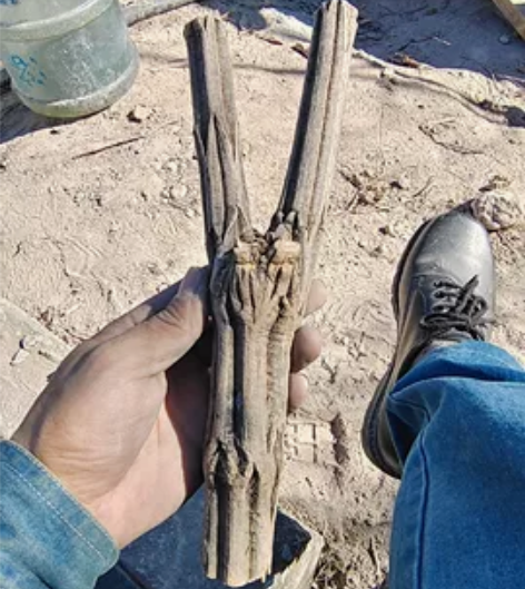 六道木降龙木弹弓原叉 感兴趣的话点“我想要...