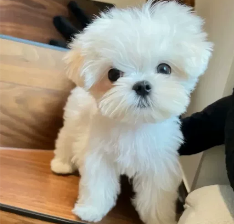 自家繁育纯种马尔济斯幼犬 小体，超小体，家...