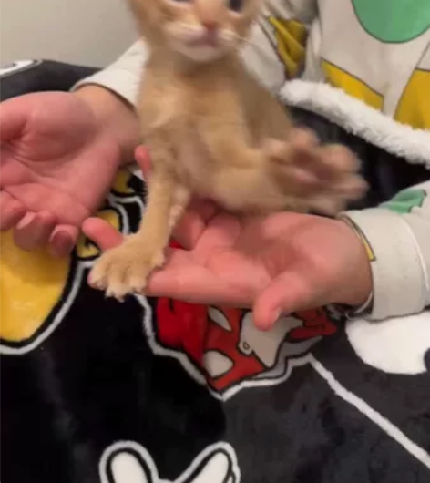 家庭繁育 稀有小鹿色阿比西尼亚找家长～ 甜...