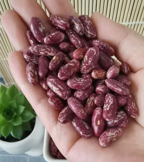 芸豆,紫花豆饭豆,煮大碴子饭豆,非转基因无...