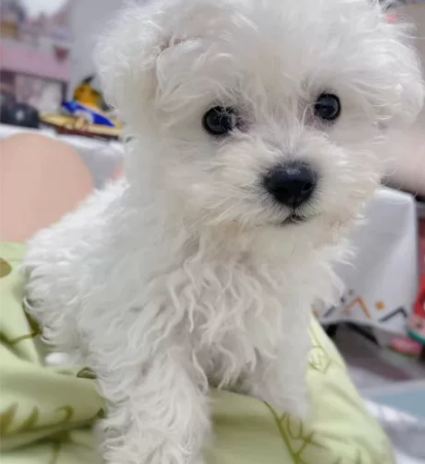 比熊，比熊幼犬小体比熊幼犬纯种小型犬家庭伴...