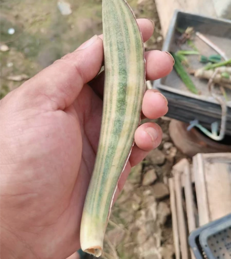 泰系虎皮兰，输入种棒球杆锦，拉丝散斑好锦一...