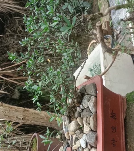 老飘熟庄实拍（细叶水栀子花） 感兴趣的话点...