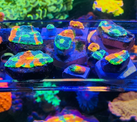 调色盘 珊瑚海水缸海缸 不是普通品种 自己...