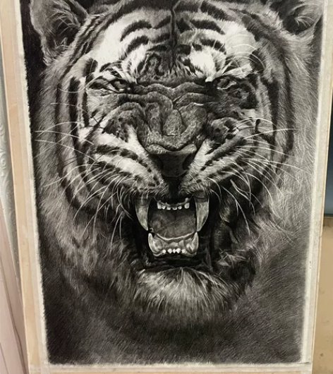 2K素描——老虎 工具：炭笔 纸张：康颂纸...