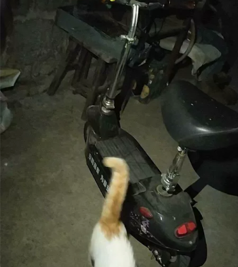 折叠电动车.24ⅴ，一年前买的，孩子们耦尔...