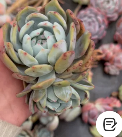 橙梦露双头 带飘枝 血斑 捡漏价 是否星影...