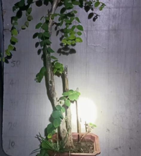 爱心果叉巴果！图一是8月15号上图的！图二...