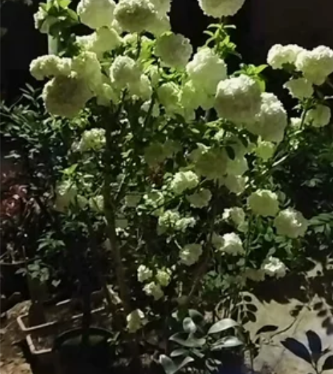 中华木绣球，斗球，  很大一棵，两米左右，...