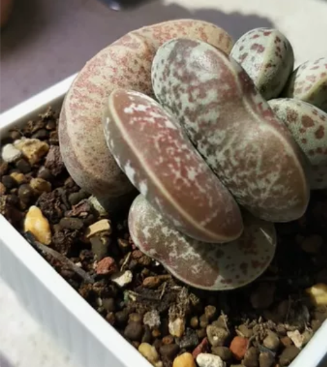 花蛋水泡，可出两个叶片3.6—3.7，斑点...