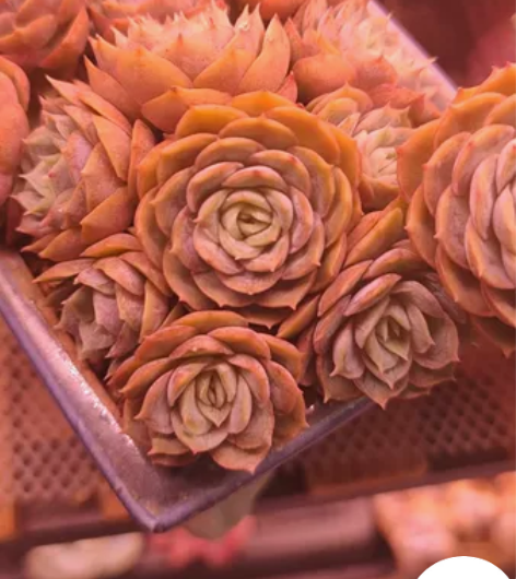 出坑，飘枝老庄昂斯洛，70元 满百包邮，偏...