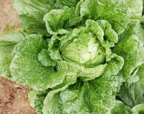 家里新采摘的大白菜  蔬菜  青菜   储...