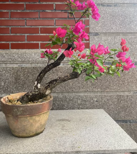 正宗同安红带飘枝，高70冠副70，喜欢的联...